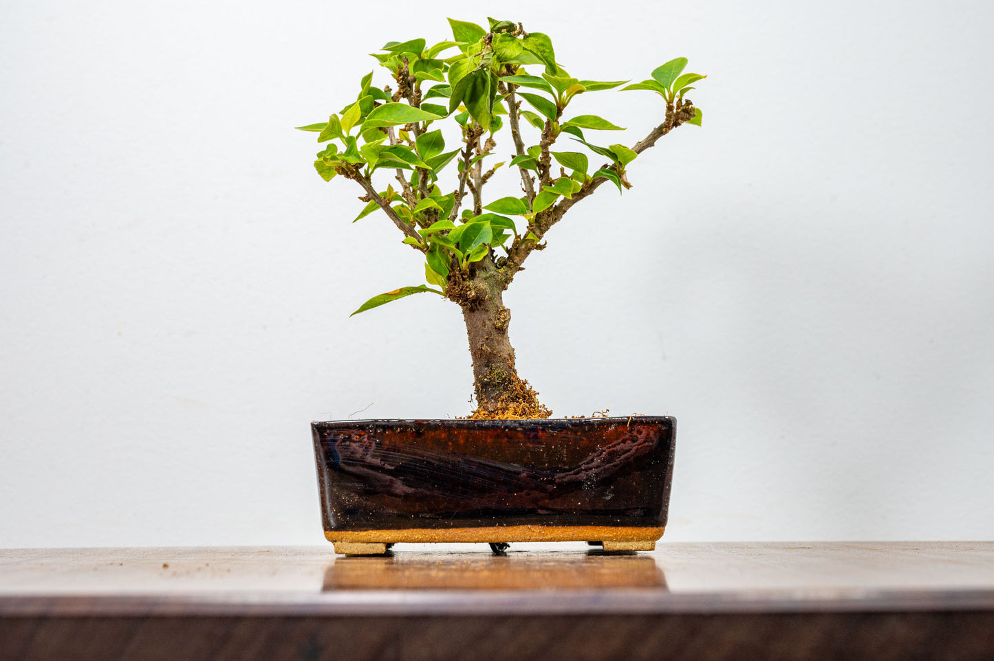 Bougainvillea  Pink Flowering Bonsai - 12cm Dark Brown pot