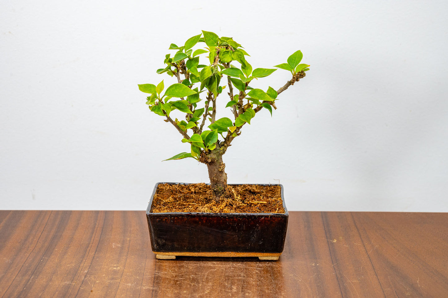 Bougainvillea  Pink Flowering Bonsai - 12cm Dark Brown pot