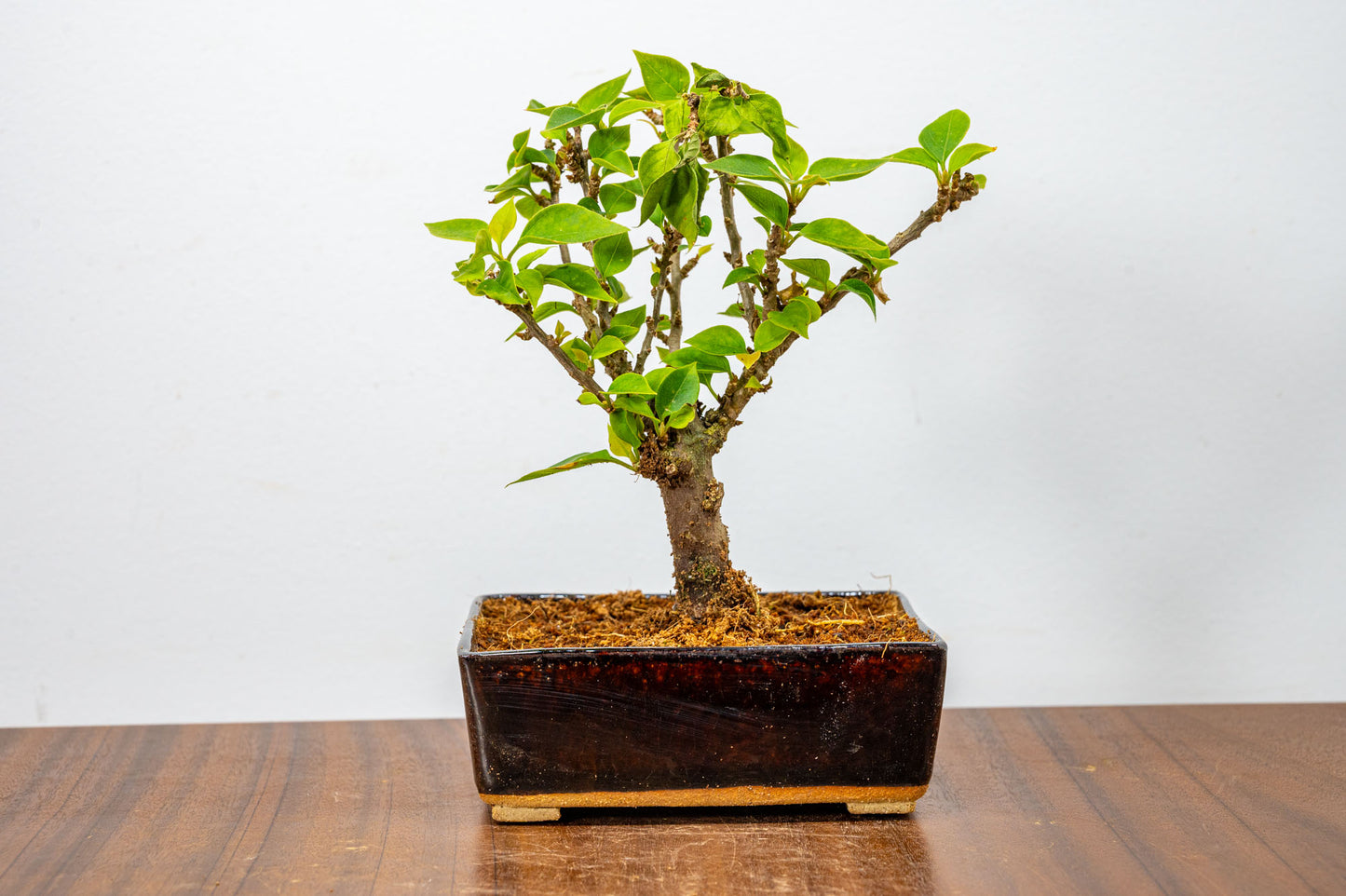 Bougainvillea  Pink Flowering Bonsai - 12cm Dark Brown pot