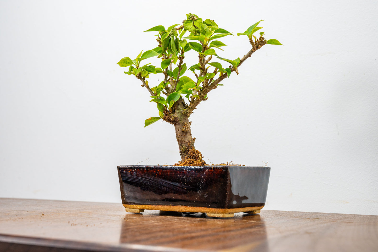 Bougainvillea  Pink Flowering Bonsai - 12cm Dark Brown pot