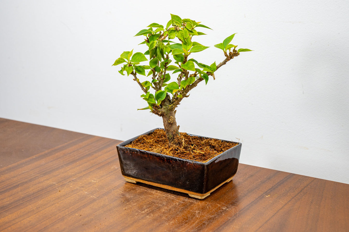 Bougainvillea  Pink Flowering Bonsai - 12cm Dark Brown pot