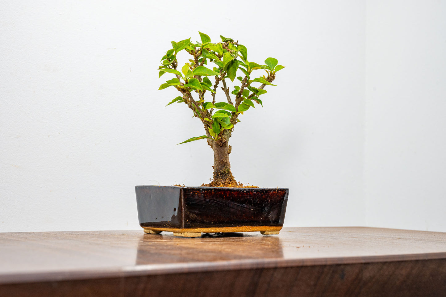 Bougainvillea  Pink Flowering Bonsai - 12cm Dark Brown pot