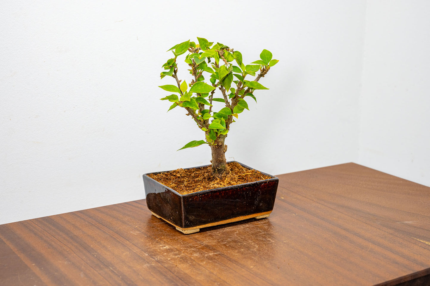 Bougainvillea  Pink Flowering Bonsai - 12cm Dark Brown pot