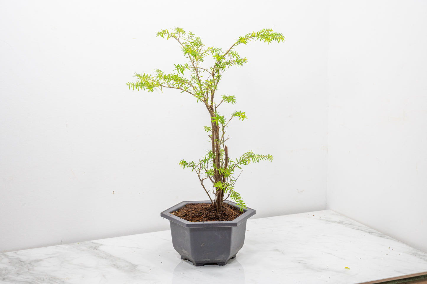 Hemlock - Tsuga STARTER  Bonsai