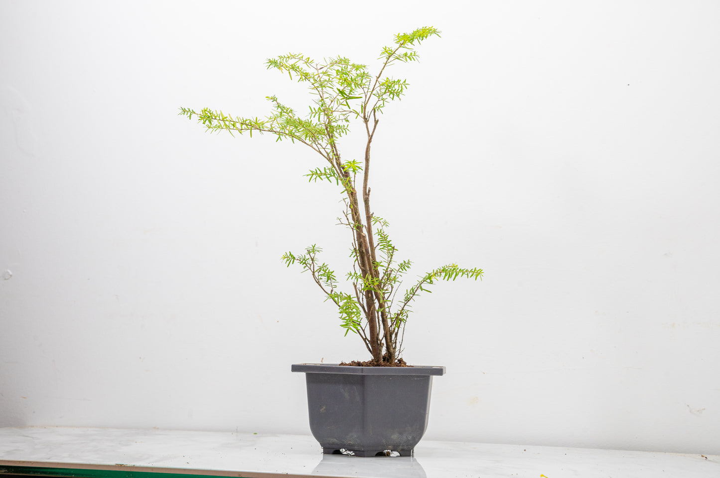 Hemlock - Tsuga STARTER  Bonsai