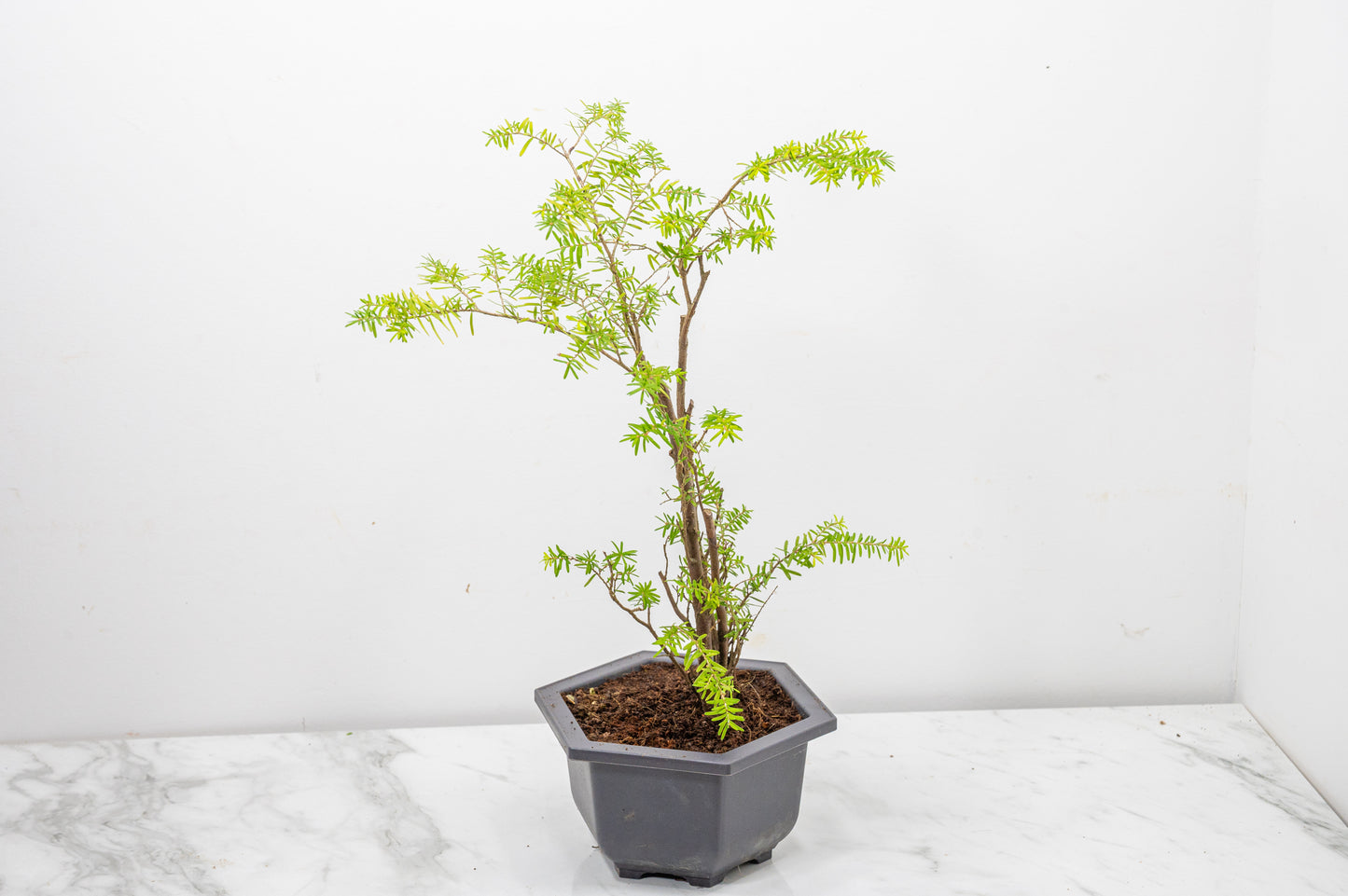 Hemlock - Tsuga STARTER  Bonsai