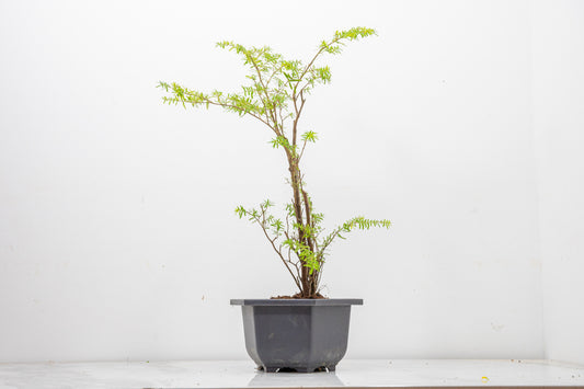 Hemlock - Tsuga STARTER  Bonsai