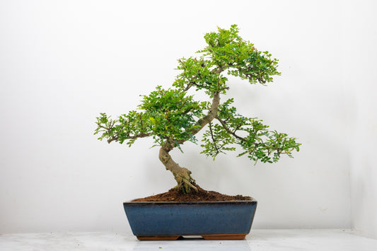 Japanese Pepper Bonsai  S Trunk - 30cm Blue Ceramic Pot