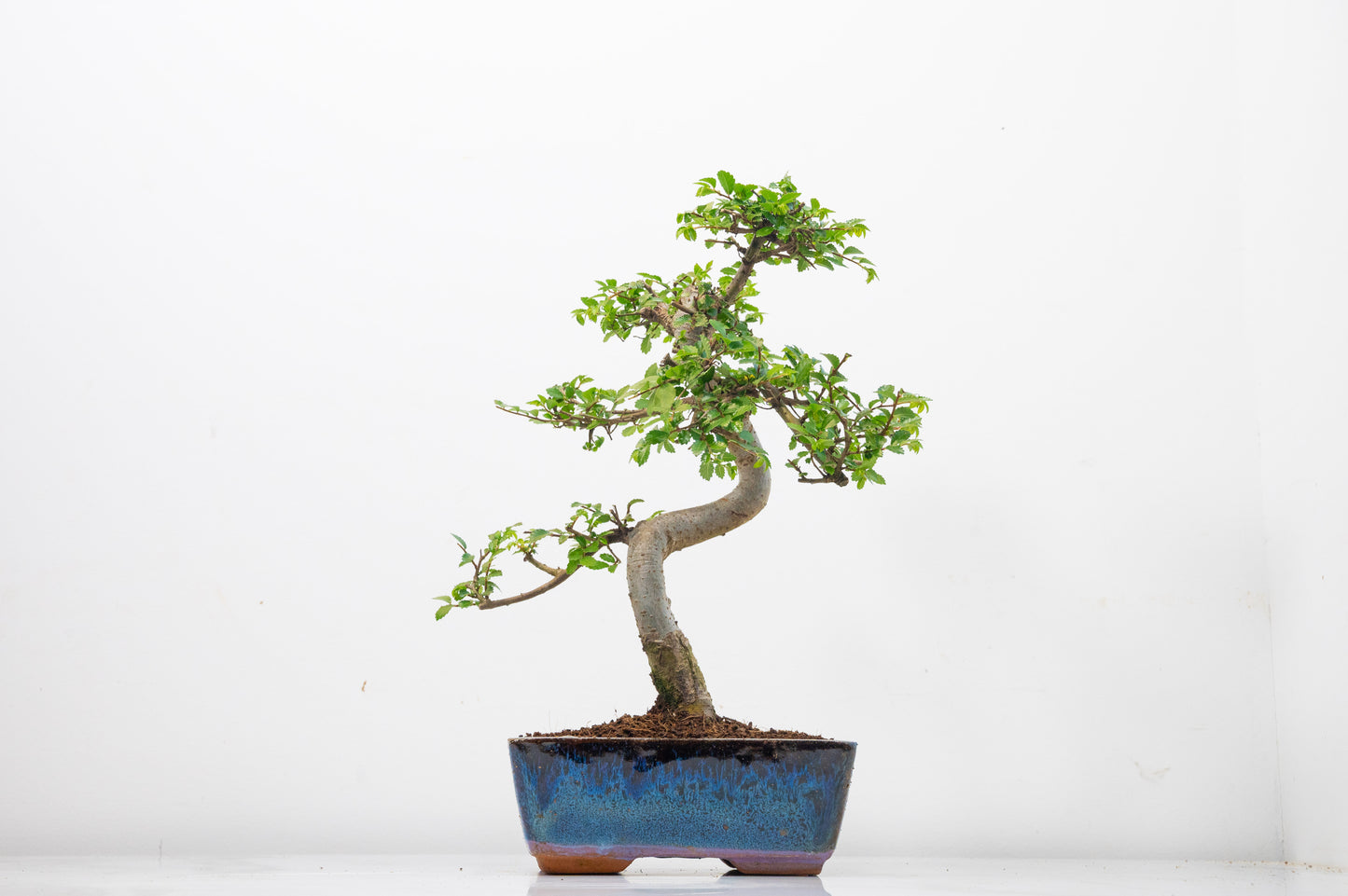 Chinese Elm Bonsai and Care Kit in 15cm Navy Ceramic Pot