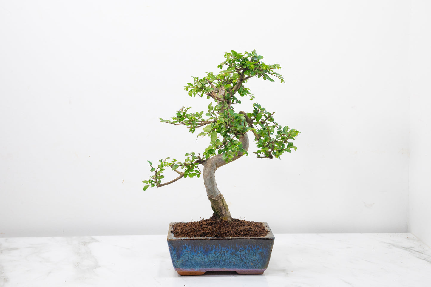 Chinese Elm Bonsai and Care Kit in 15cm Navy Ceramic Pot