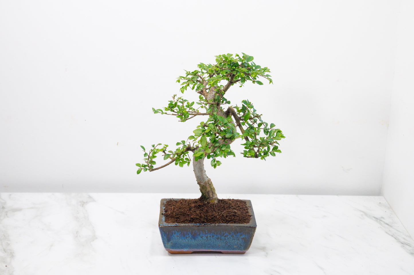 Chinese Elm Bonsai and Care Kit in 15cm Navy Ceramic Pot