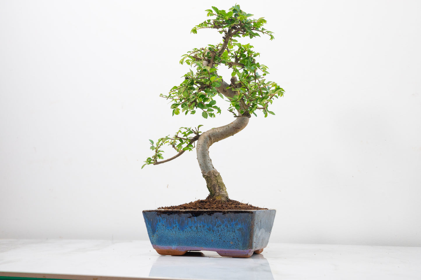 Chinese Elm Bonsai and Care Kit in 15cm Navy Ceramic Pot