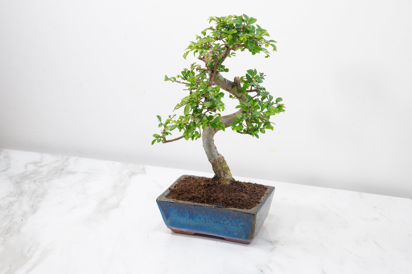 Chinese Elm Bonsai and Care Kit in 15cm Navy Ceramic Pot