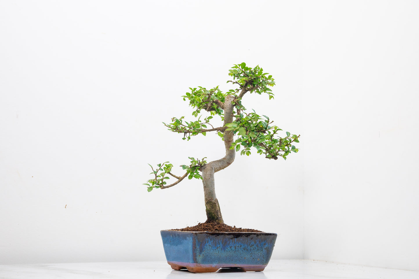 Chinese Elm Bonsai and Care Kit in 15cm Navy Ceramic Pot
