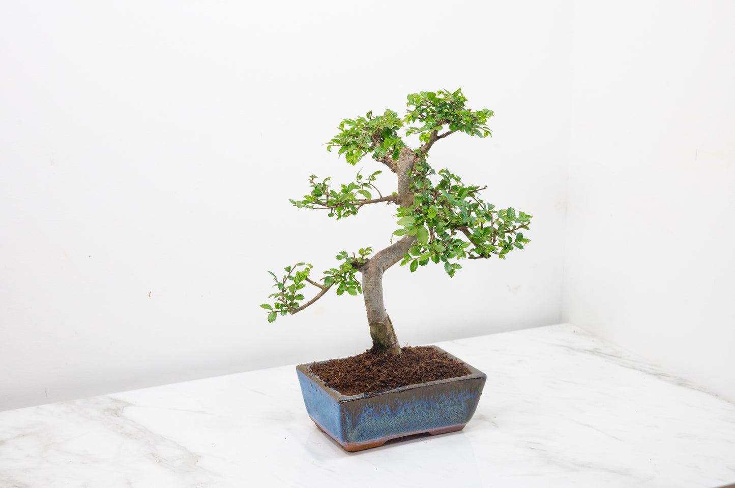 Chinese Elm Bonsai and Care Kit in 15cm Navy Ceramic Pot