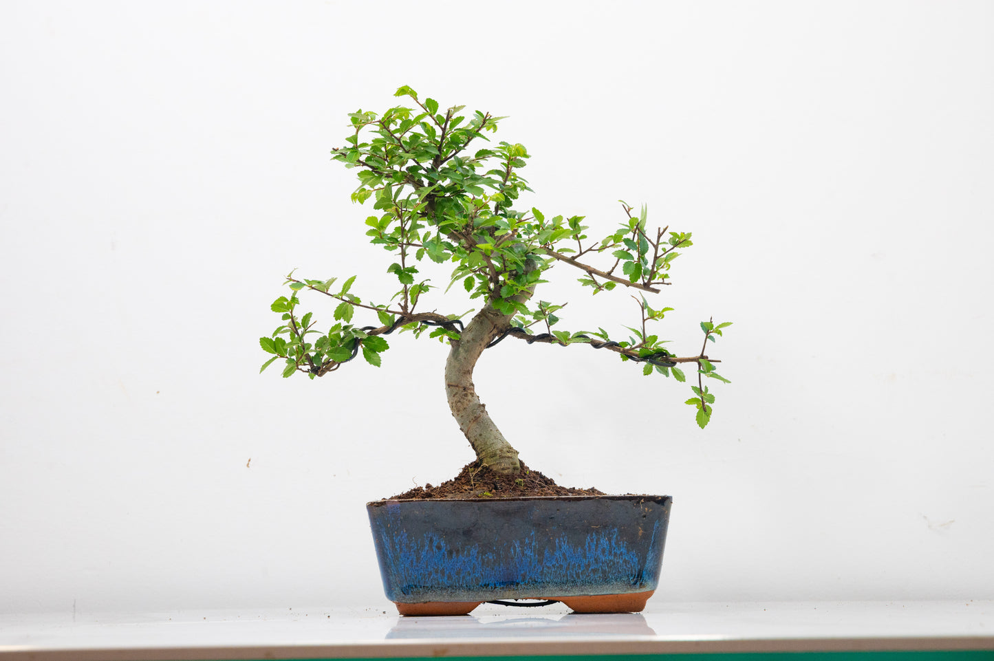 Chinese Elm Bonsai and Care Kit in 15cm Navy Ceramic Pot