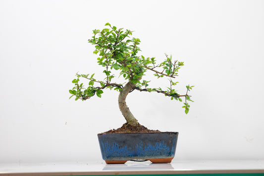 Chinese Elm Bonsai and Care Kit in 15cm Navy Ceramic Pot