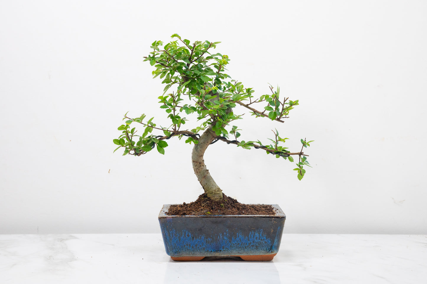 Chinese Elm Bonsai and Care Kit in 15cm Navy Ceramic Pot