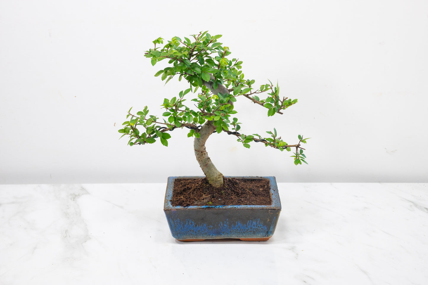 Chinese Elm Bonsai and Care Kit in 15cm Navy Ceramic Pot