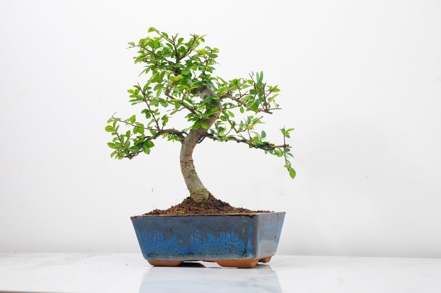 Chinese Elm Bonsai and Care Kit in 15cm Navy Ceramic Pot