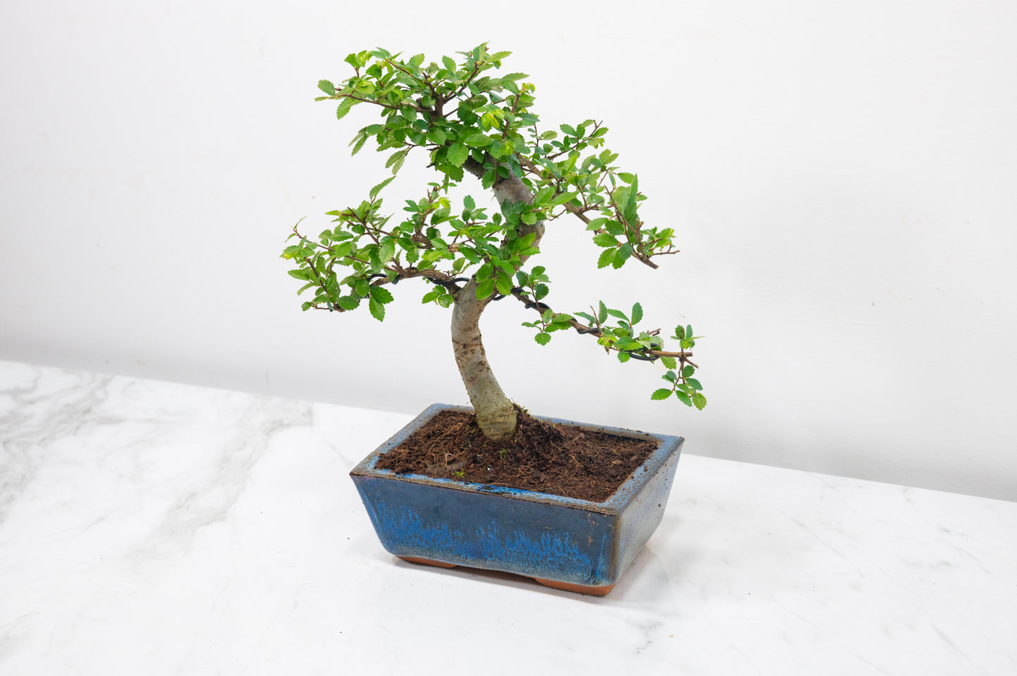 Chinese Elm Bonsai and Care Kit in 15cm Navy Ceramic Pot