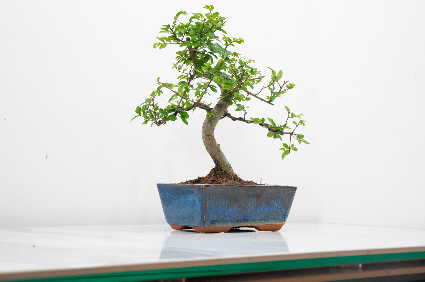 Chinese Elm Bonsai and Care Kit in 15cm Navy Ceramic Pot