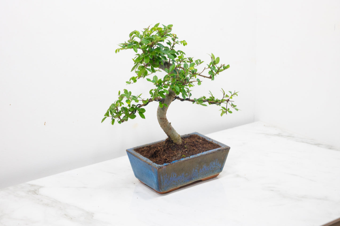 Chinese Elm Bonsai and Care Kit in 15cm Navy Ceramic Pot