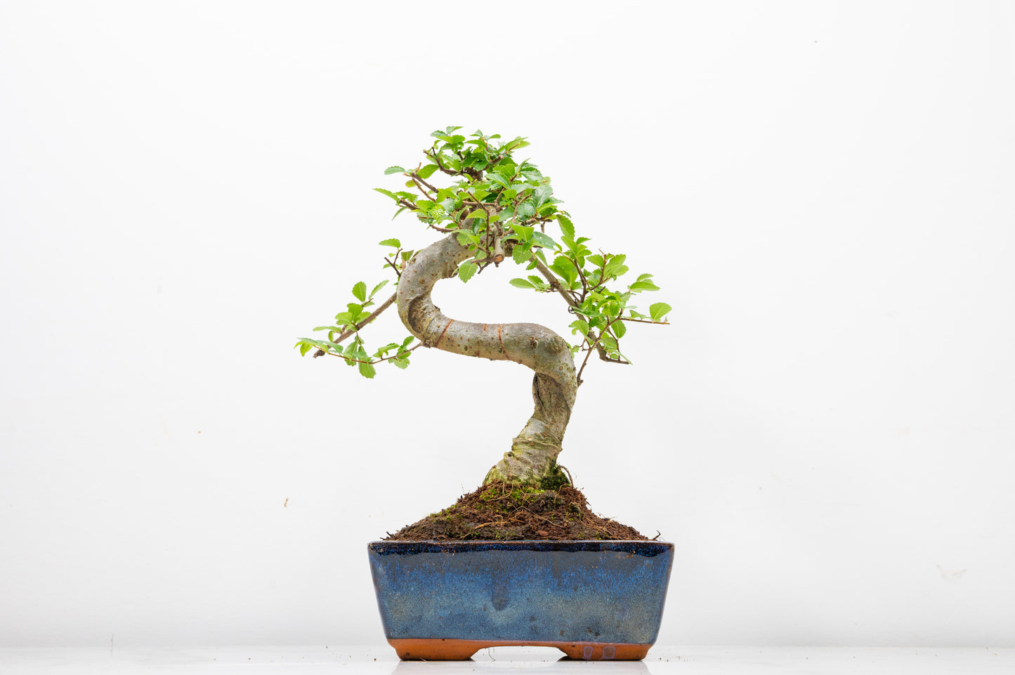 Chinese Elm Bonsai and Care Kit in 15cm Navy Ceramic Pot