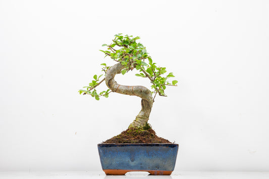 Chinese Elm Bonsai and Care Kit in 15cm Navy Ceramic Pot