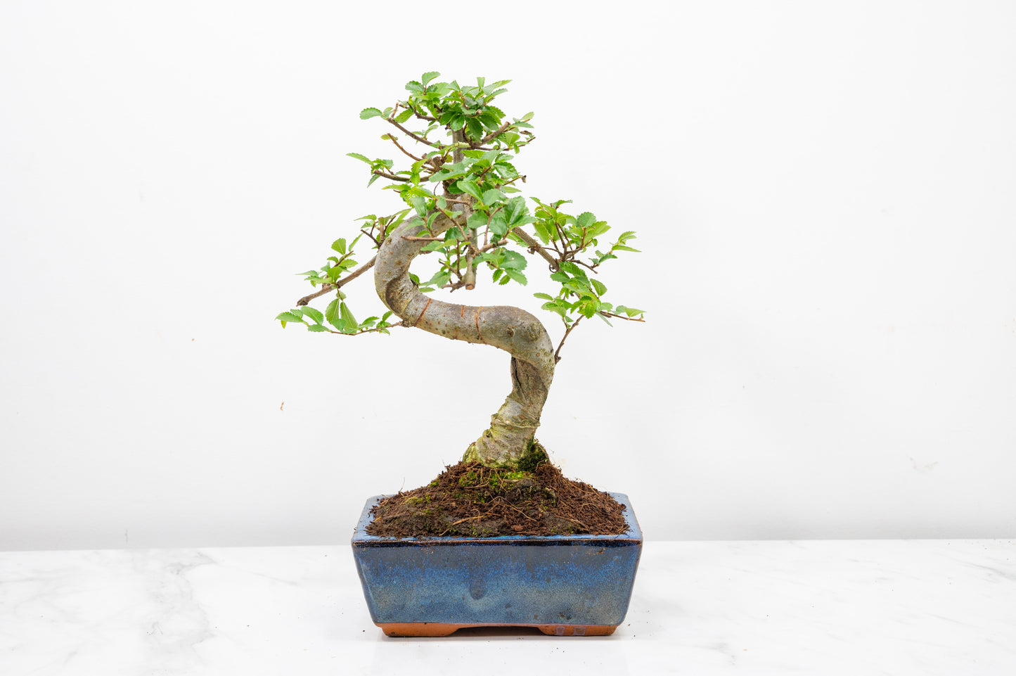 Chinese Elm Bonsai and Care Kit in 15cm Navy Ceramic Pot