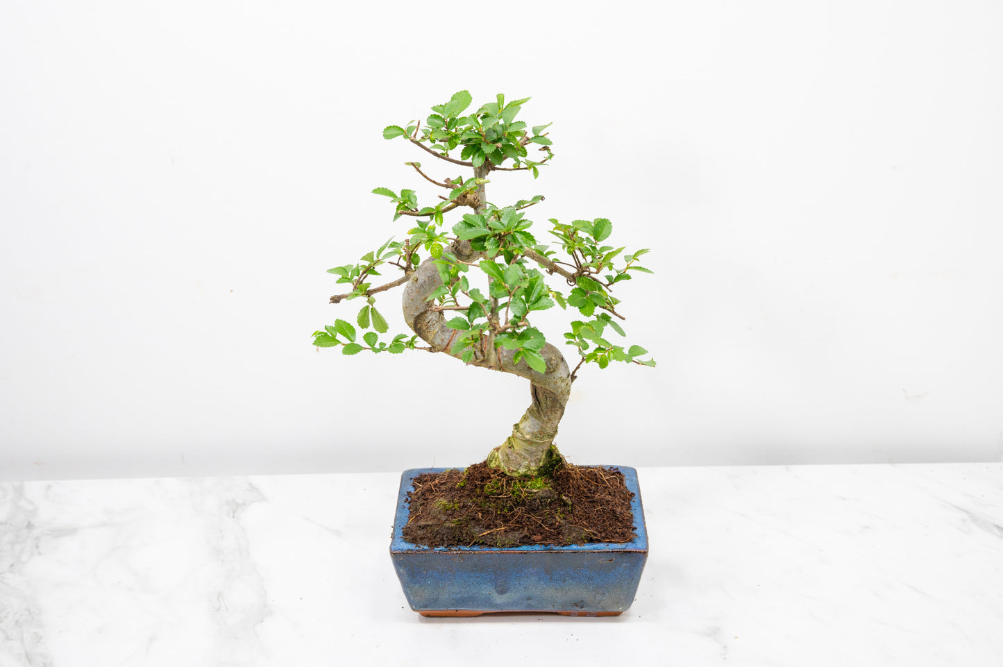 Chinese Elm Bonsai and Care Kit in 15cm Navy Ceramic Pot