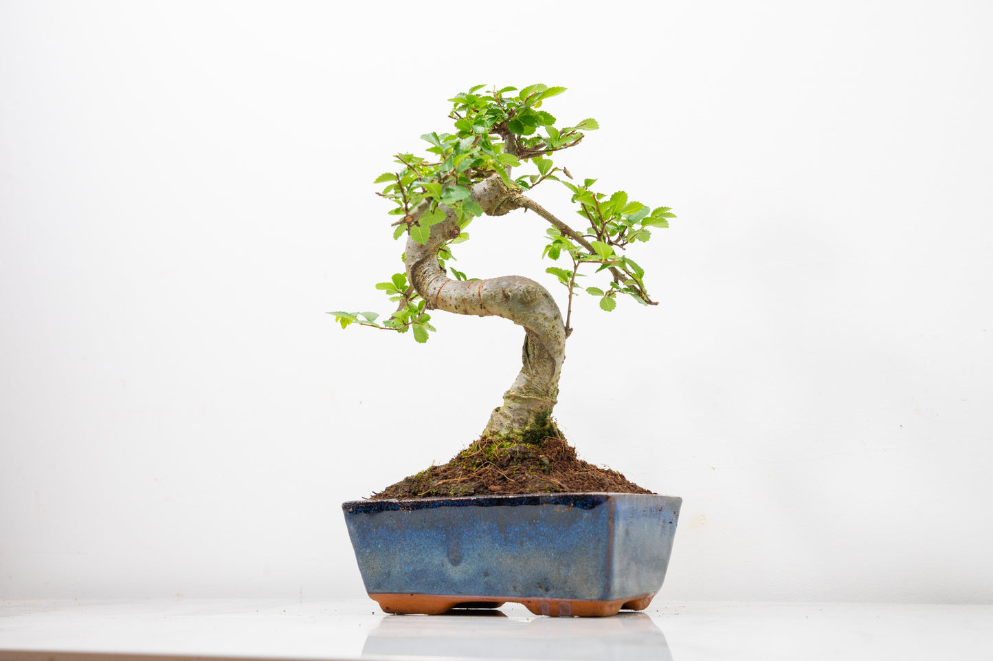 Chinese Elm Bonsai and Care Kit in 15cm Navy Ceramic Pot