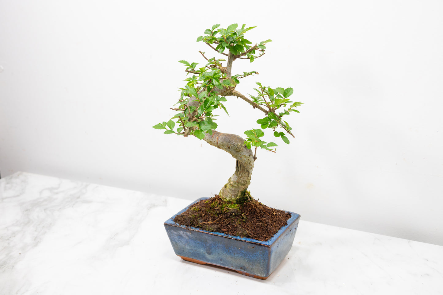 Chinese Elm Bonsai and Care Kit in 15cm Navy Ceramic Pot