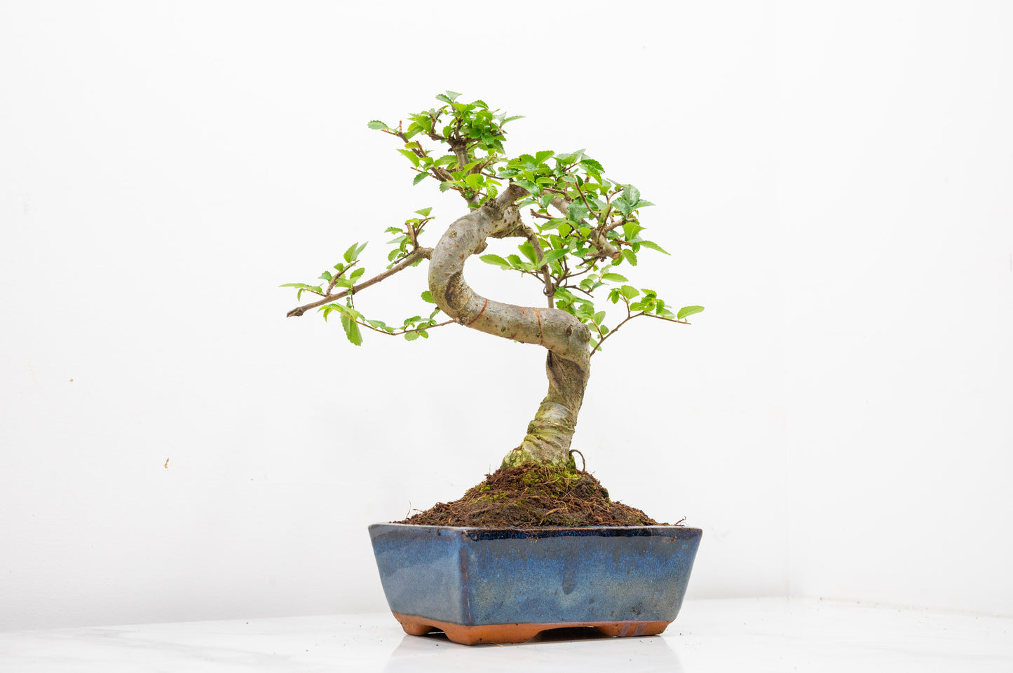 Chinese Elm Bonsai and Care Kit in 15cm Navy Ceramic Pot