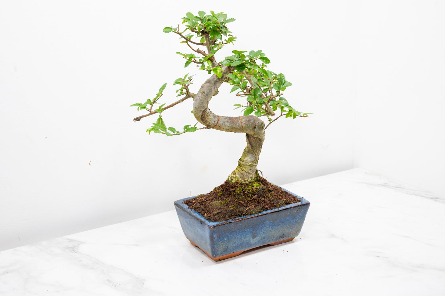 Chinese Elm Bonsai and Care Kit in 15cm Navy Ceramic Pot