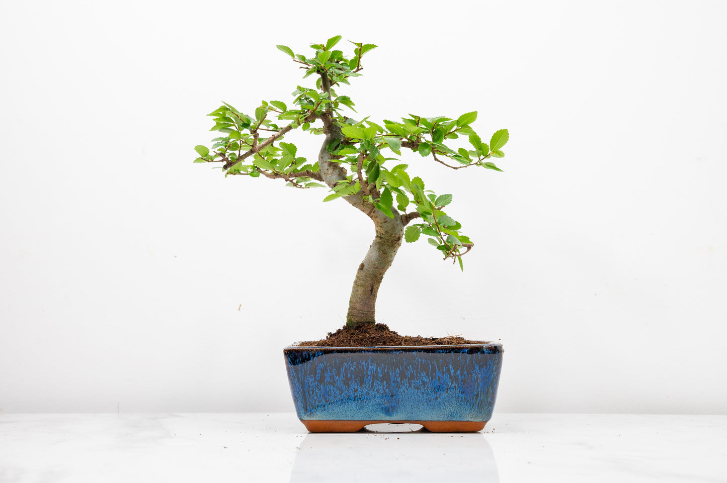 Chinese Elm Bonsai and Care Kit in 15cm Navy Ceramic Pot