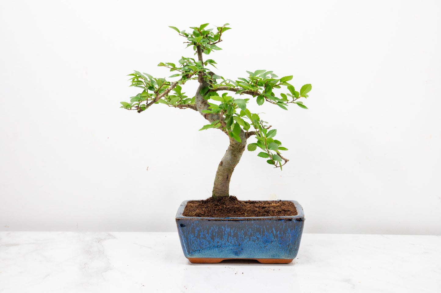 Chinese Elm Bonsai and Care Kit in 15cm Navy Ceramic Pot