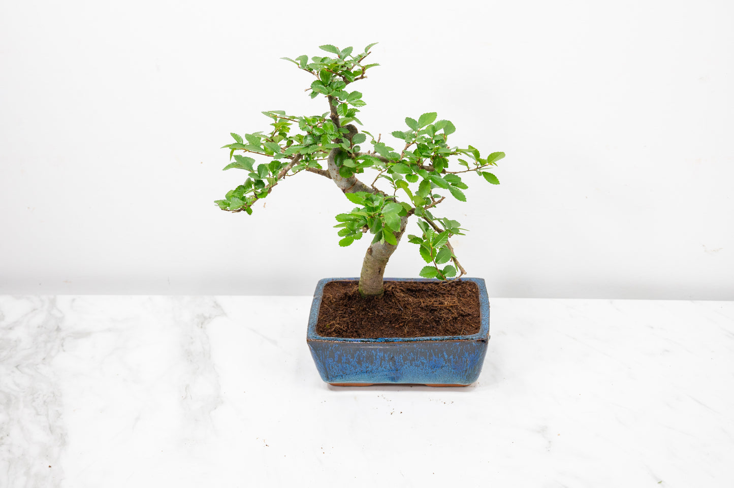 Chinese Elm Bonsai and Care Kit in 15cm Navy Ceramic Pot