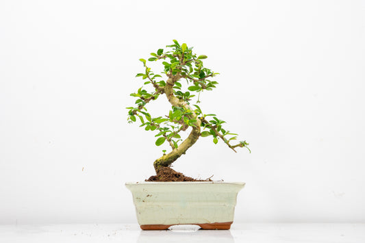 Fukien Tea Tree Bonsai  'Shaped' - 15cm Cream Ceramic Pot
