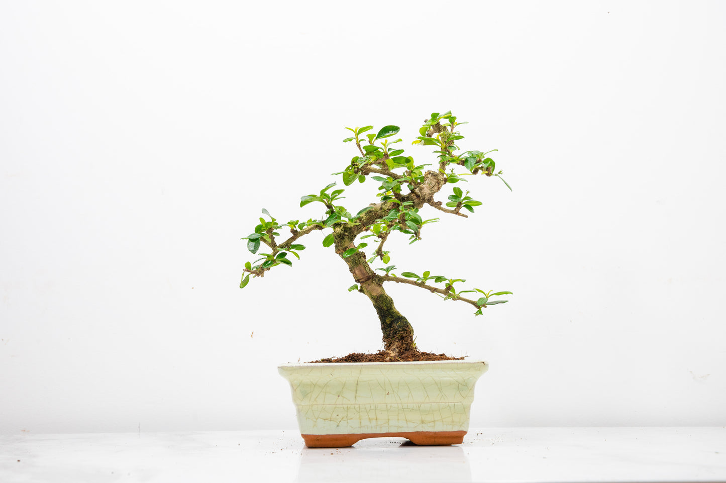 Fukien Tea Tree Bonsai  'Shaped' - 15cm Cream Ceramic Pot