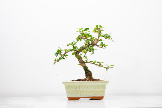 Fukien Tea Tree Bonsai  'Shaped' - 15cm Cream Ceramic Pot