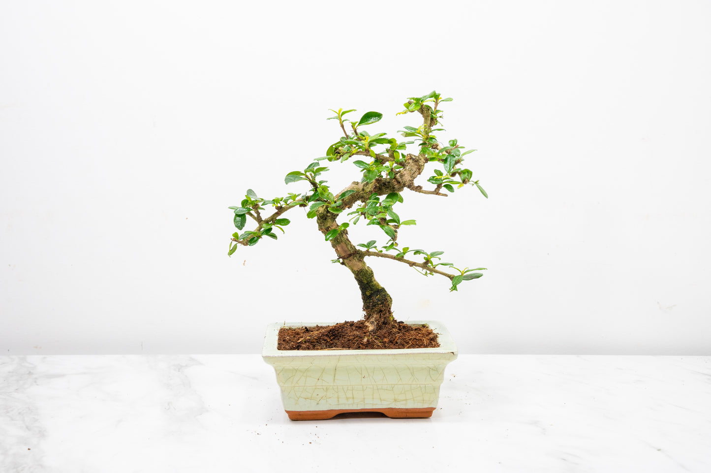 Fukien Tea Tree Bonsai  'Shaped' - 15cm Cream Ceramic Pot