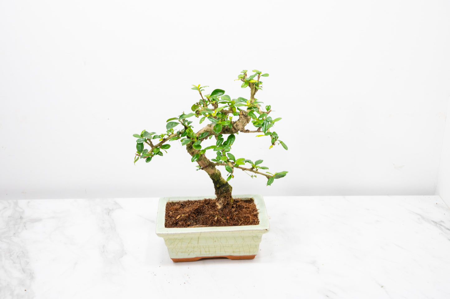 Fukien Tea Tree Bonsai  'Shaped' - 15cm Cream Ceramic Pot