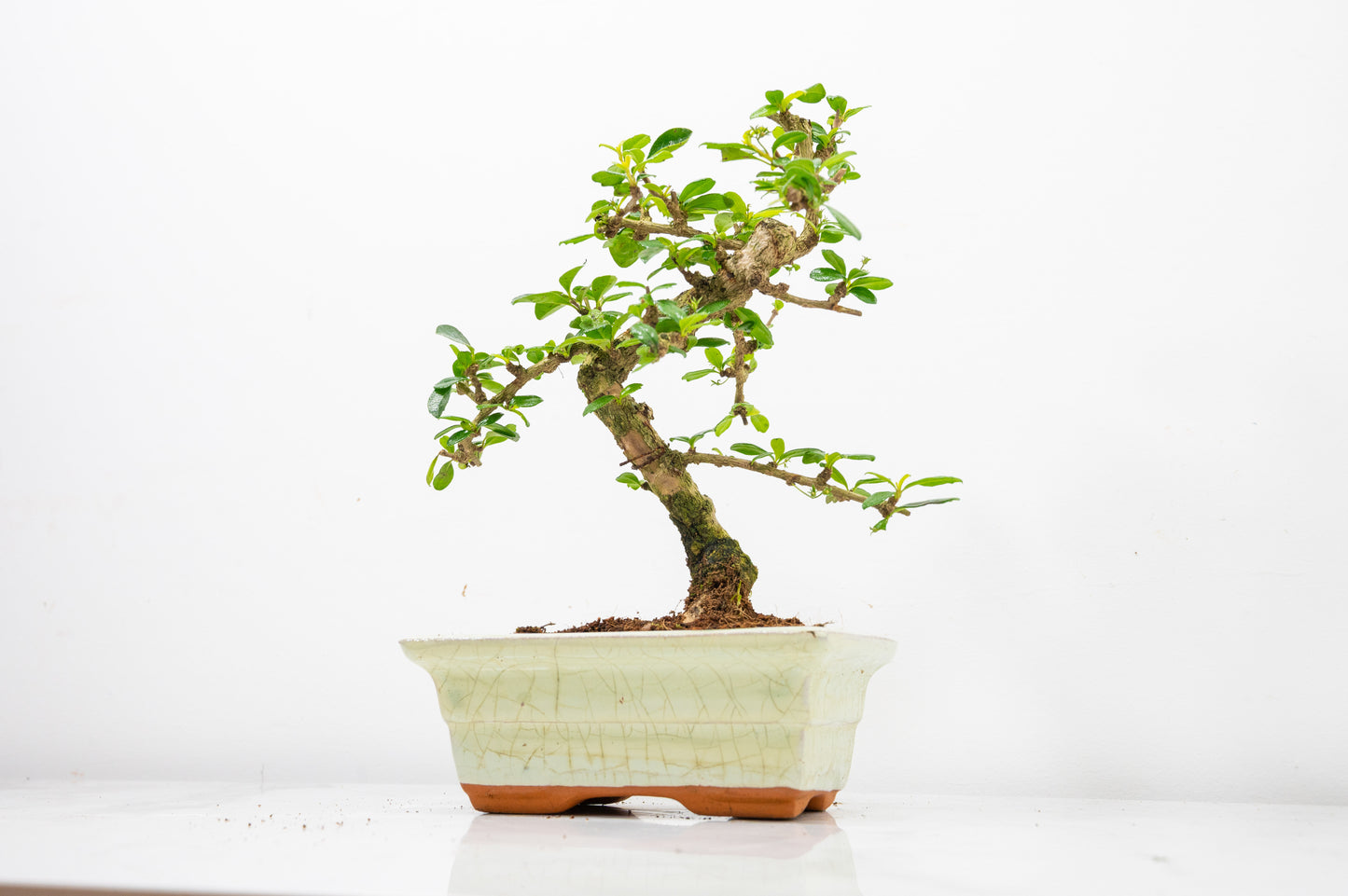 Fukien Tea Tree Bonsai  'Shaped' - 15cm Cream Ceramic Pot