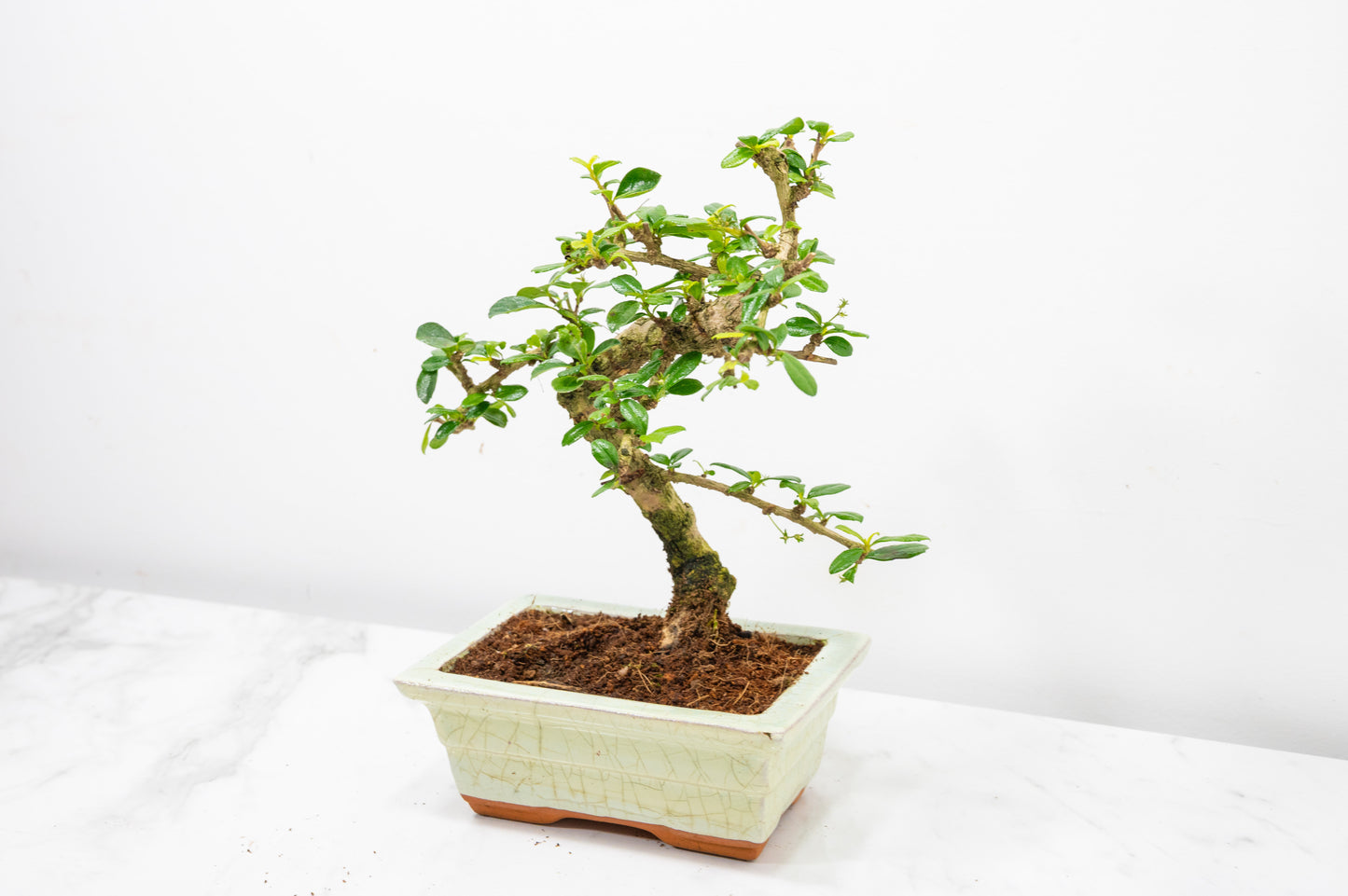 Fukien Tea Tree Bonsai  'Shaped' - 15cm Cream Ceramic Pot