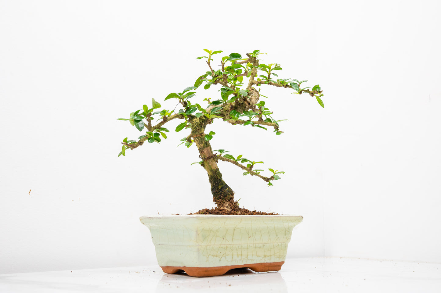 Fukien Tea Tree Bonsai  'Shaped' - 15cm Cream Ceramic Pot