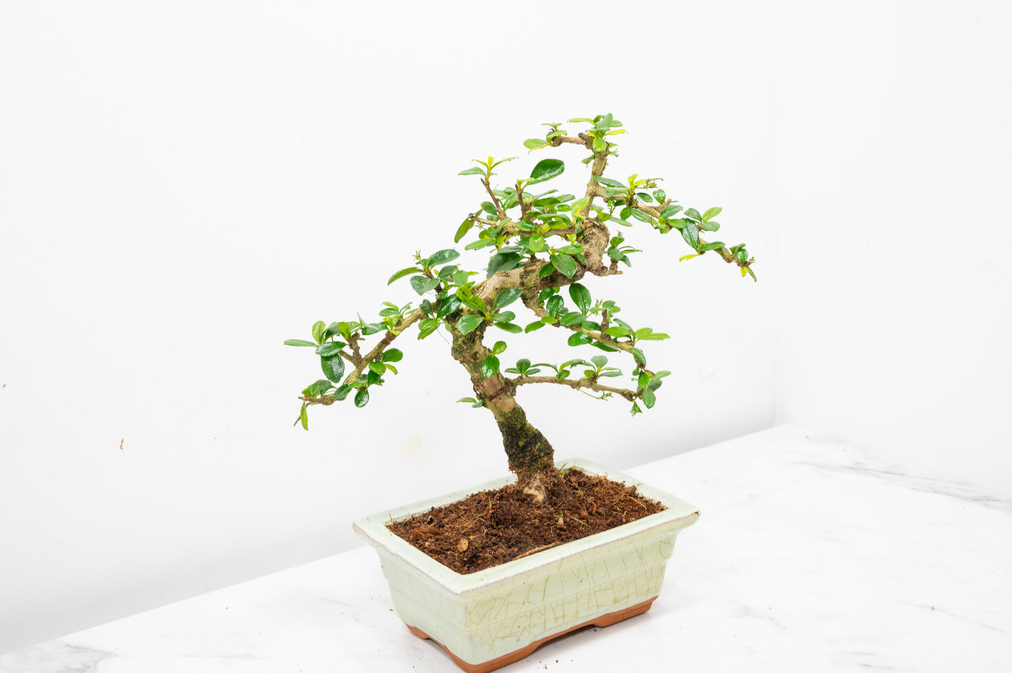Fukien Tea Tree Bonsai  'Shaped' - 15cm Cream Ceramic Pot