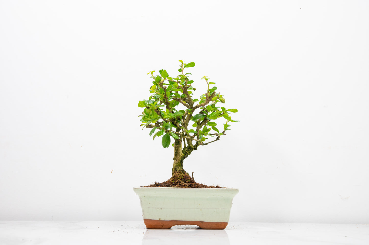 Fukien Tea Tree Bonsai  'Broom Style' - 15cm Cream Ceramic Pot