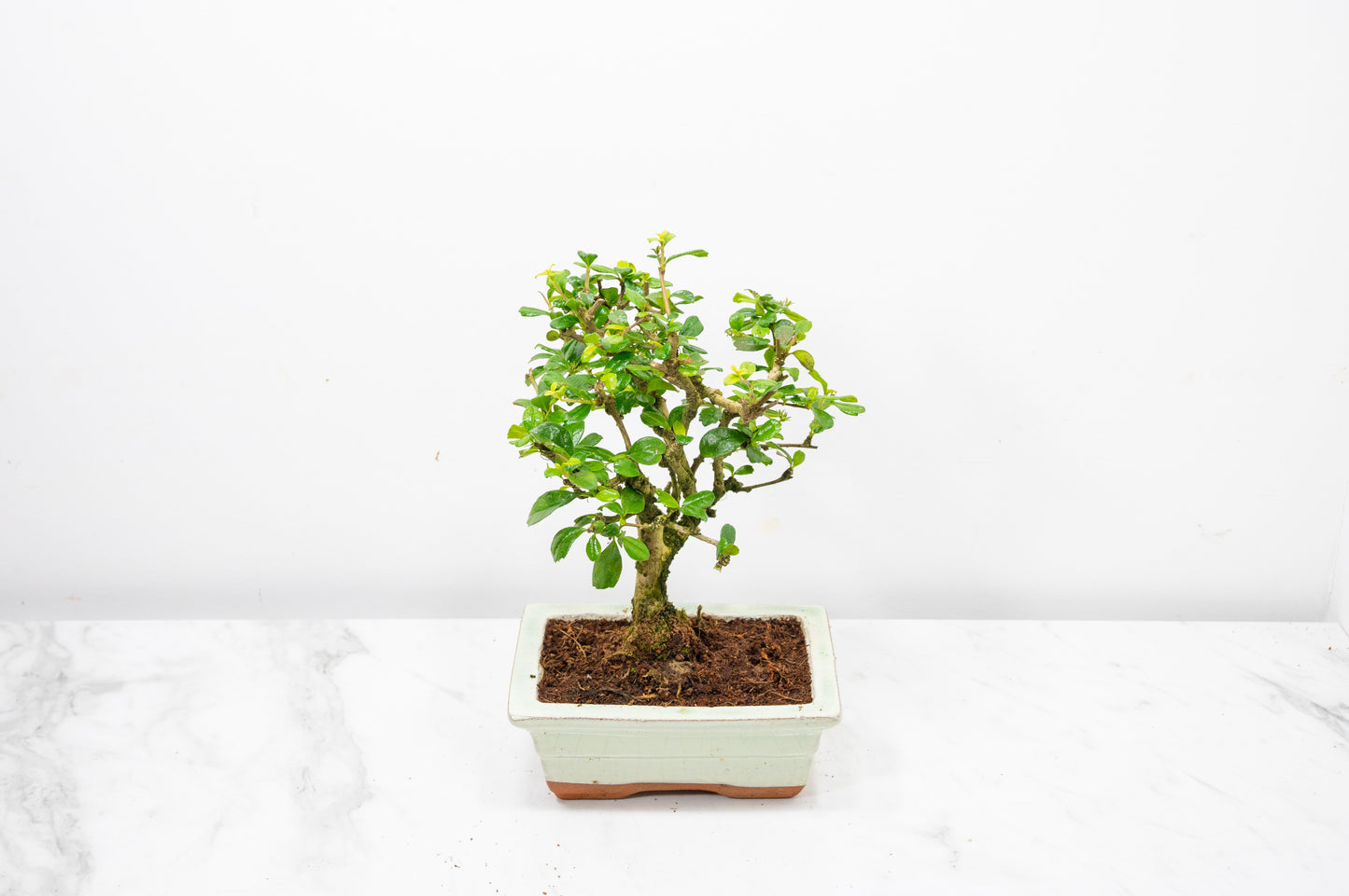 Fukien Tea Tree Bonsai  'Broom Style' - 15cm Cream Ceramic Pot