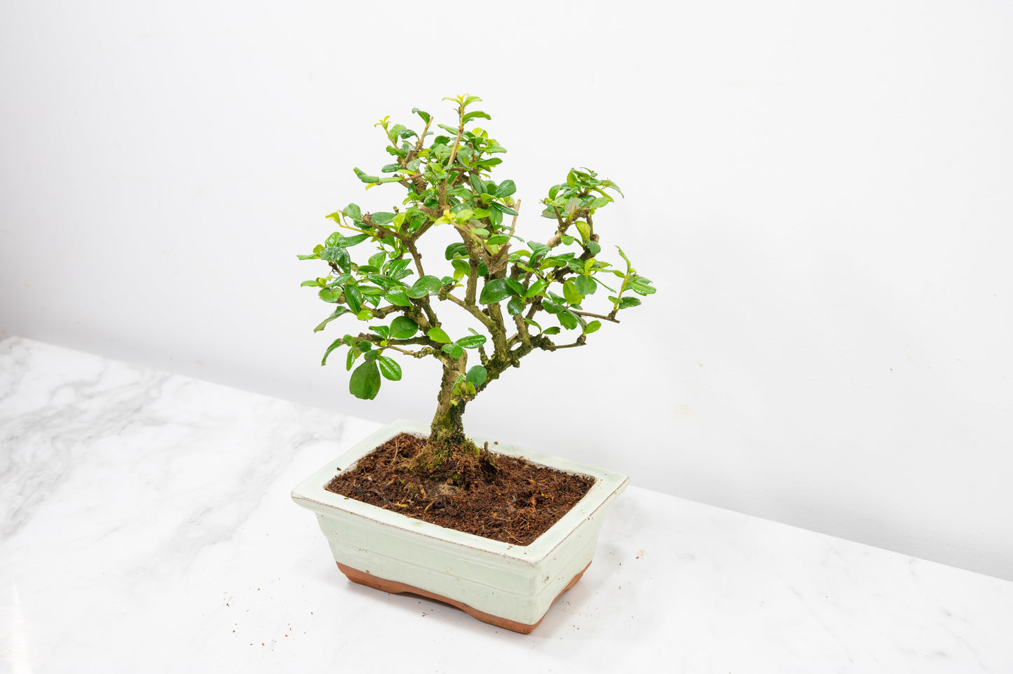 Fukien Tea Tree Bonsai  'Broom Style' - 15cm Cream Ceramic Pot